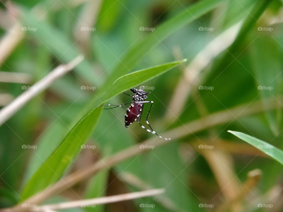 This fully-blood mosquito has just sucked the photographer's blood. This is the most sought after animal.