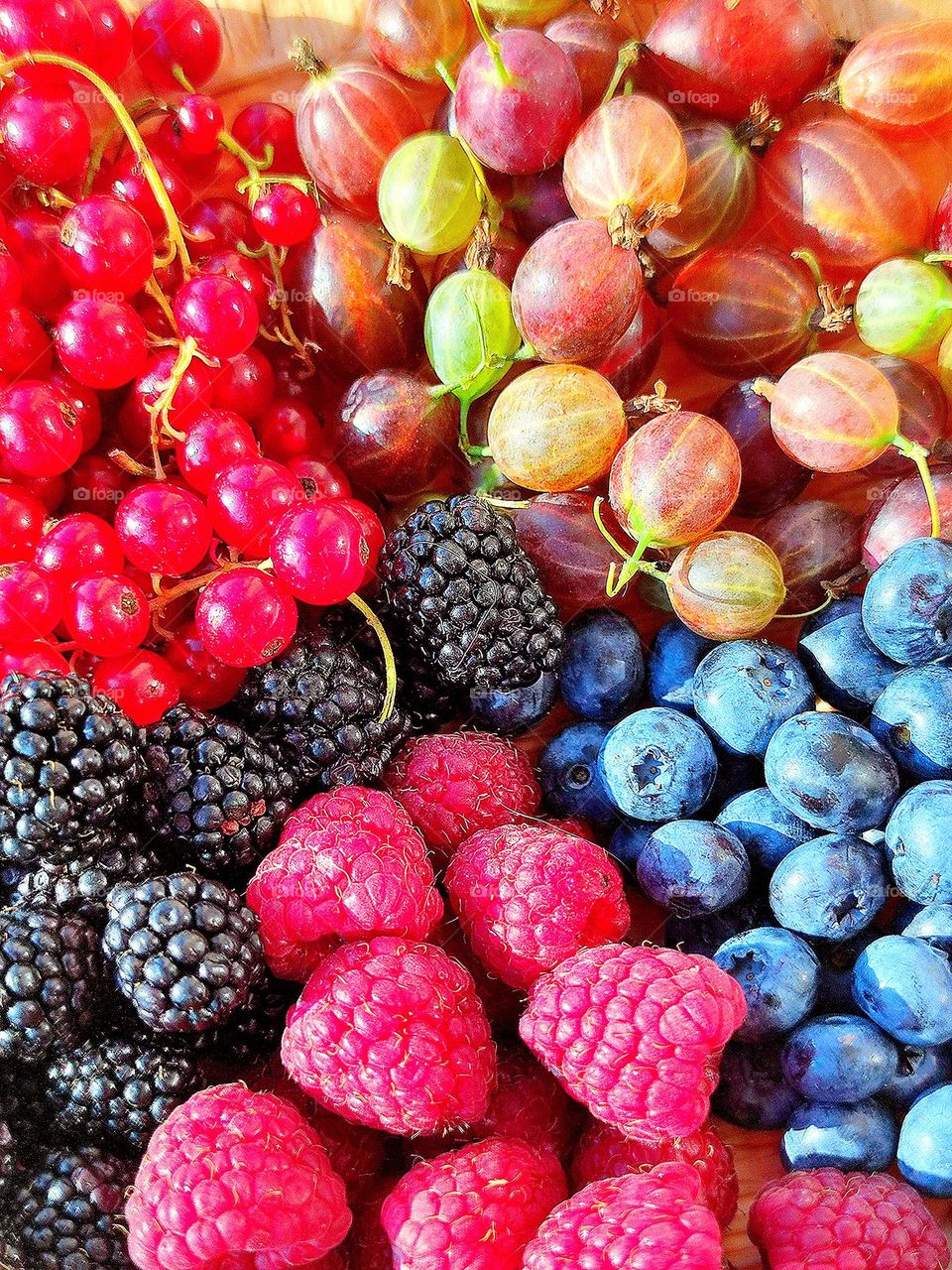 Summer. Time for berries and fruits. The sunbeam falls on the berries and makes them more juicy. Redcurrant, gooseberry, black blueberry, red raspberry and black blackberry.