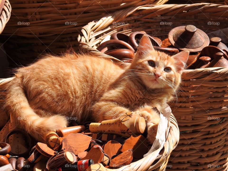 Kitten in a basket