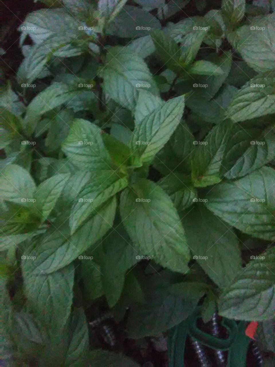 fresh and clean lovely organic mint from the garden on a perfect spring day.
