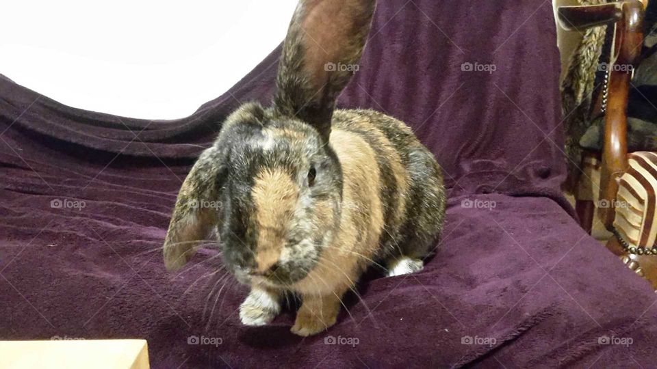 Very Cute Little Bunny Rabbit with big floppy ears harlequin on a fluffy purple blanket looking at camera furry pet