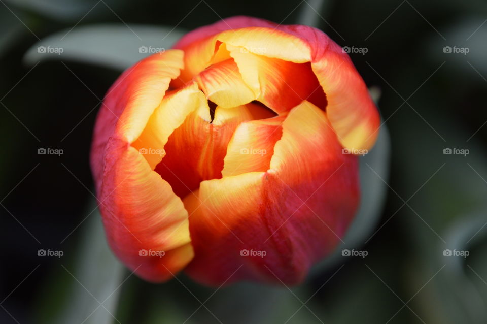 Red And Yellow Tulip From Above View