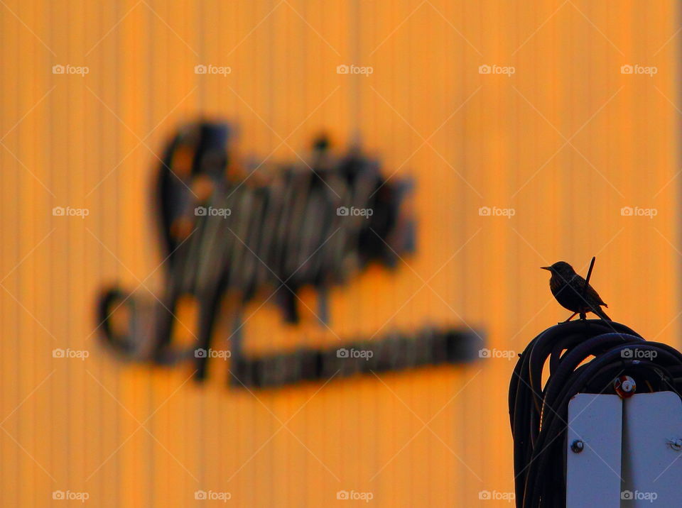 Don't worry about the words-bird