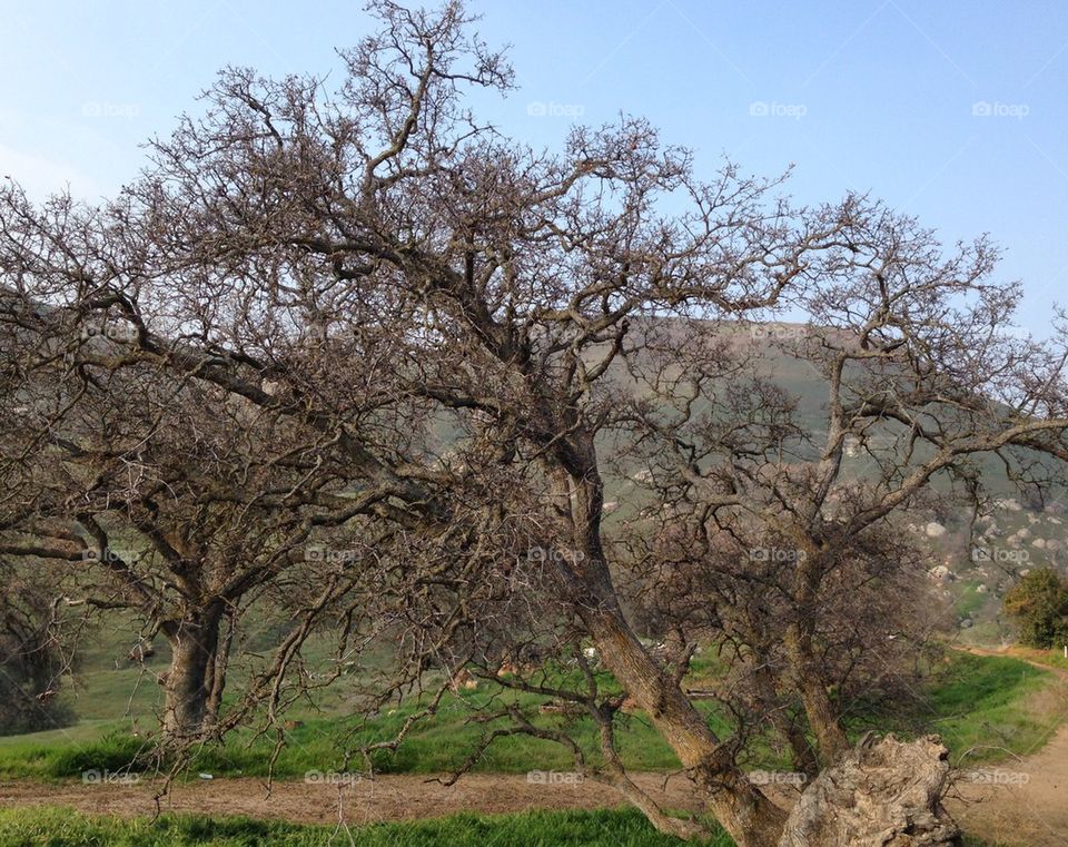 Winter trees