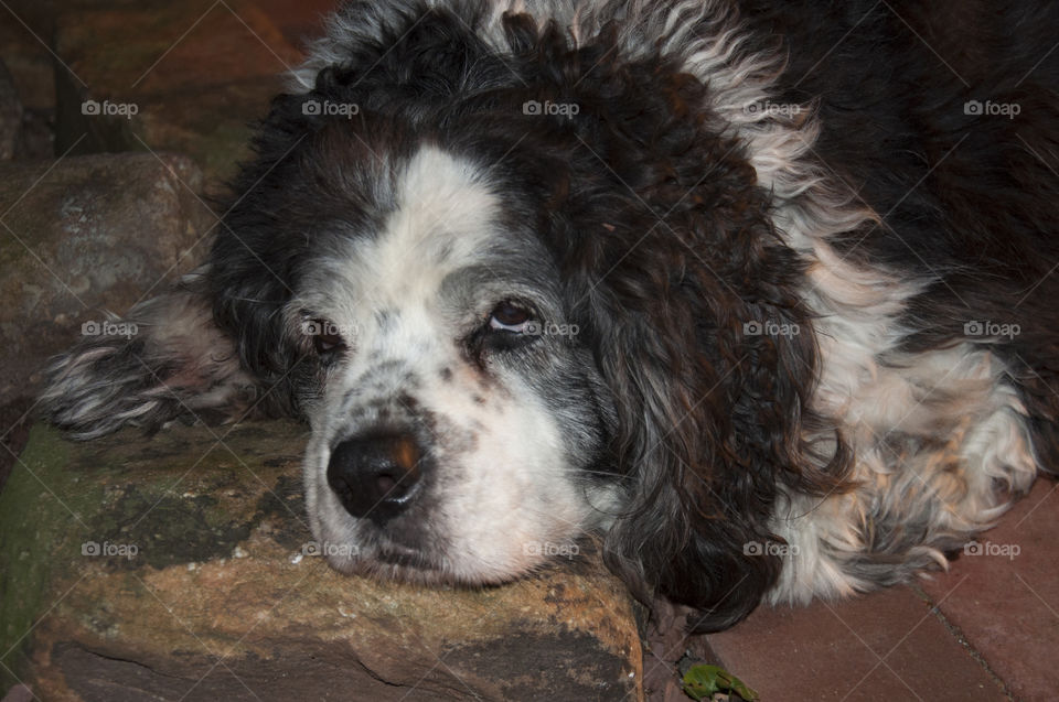 Cocker Spaniel / St. Bernard