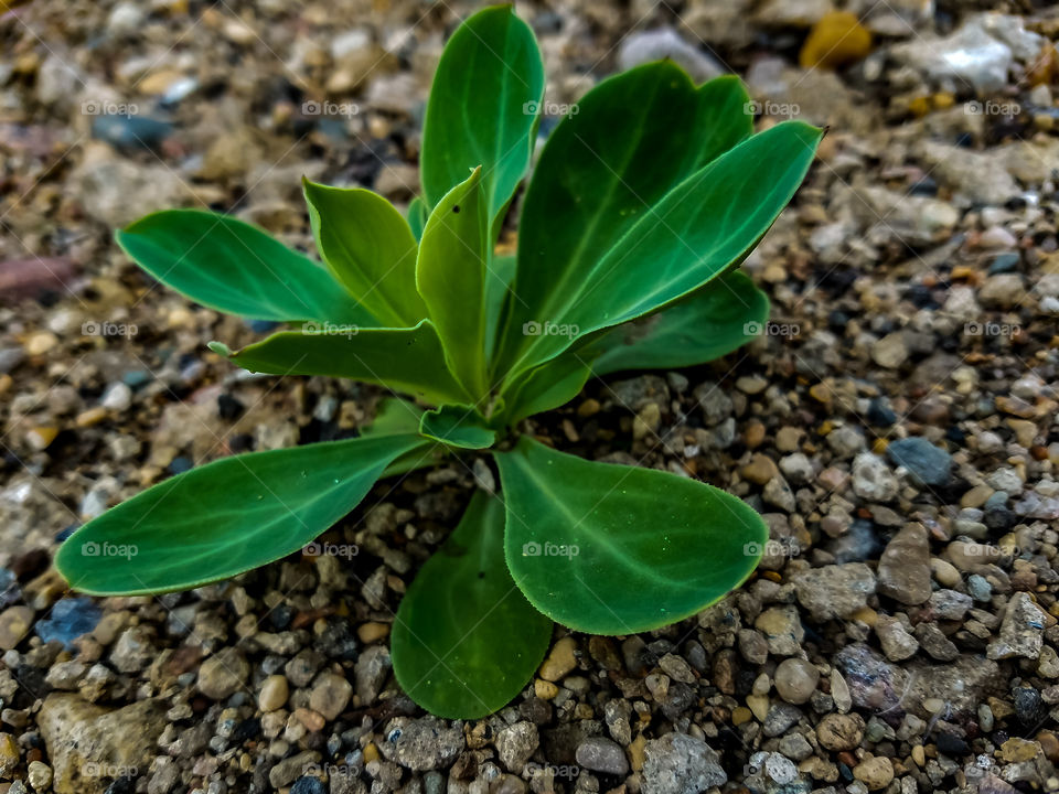Plant in the Gravel