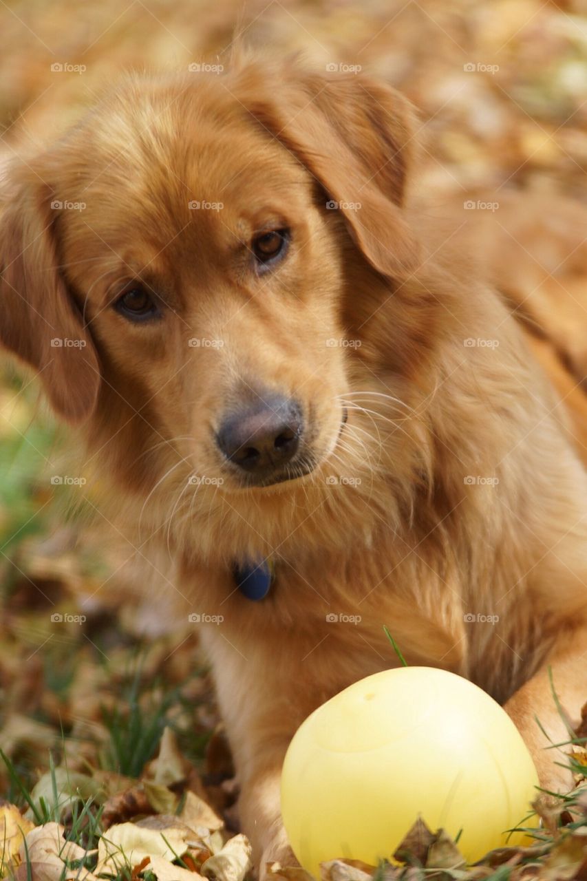 Golden Retriever dog in Autumn/Fall