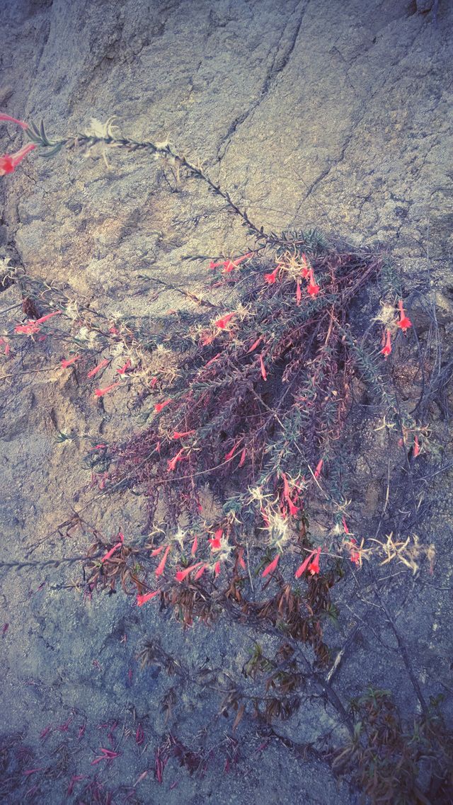desert flower