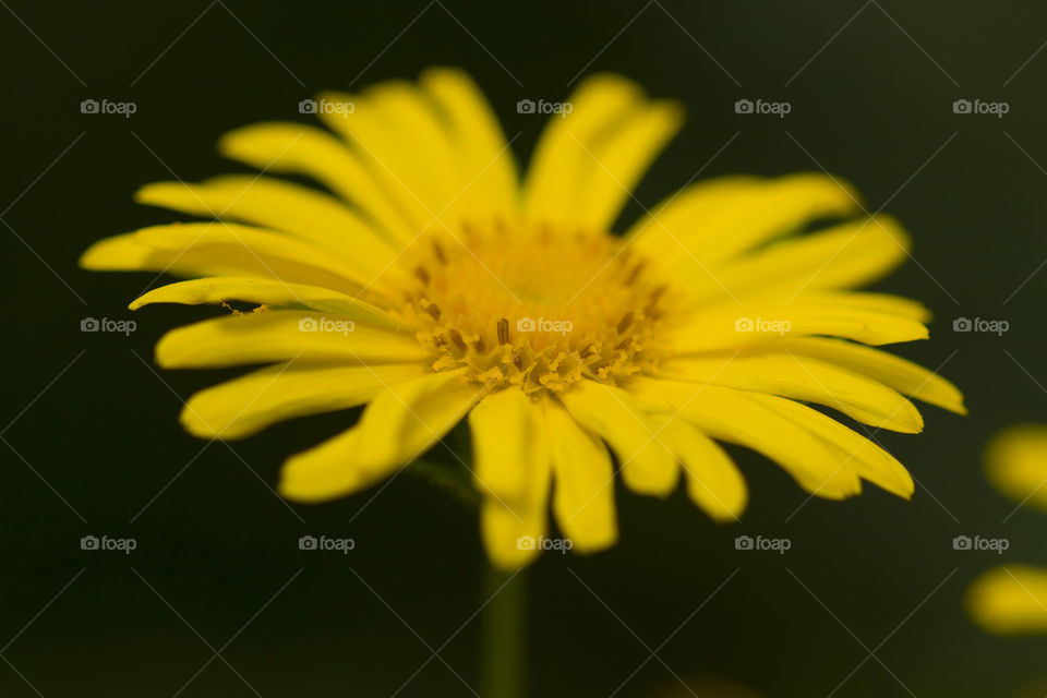 Yellow flower. Close up. 