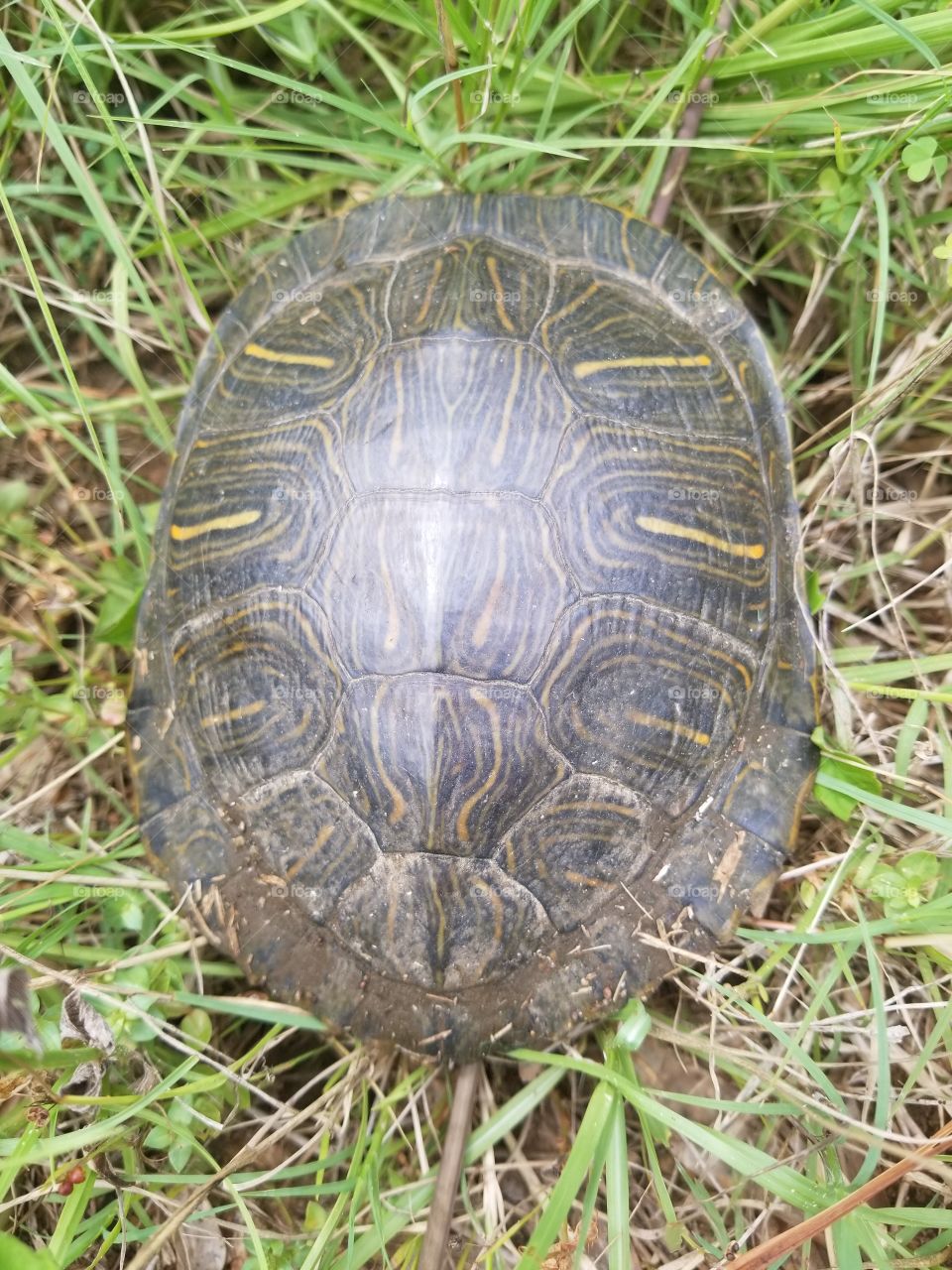 turtle