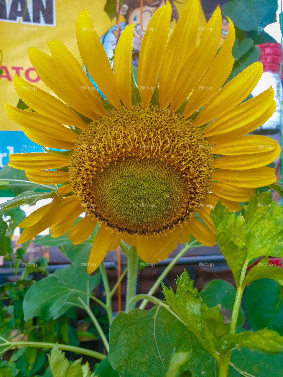 Big close up from a sunflower