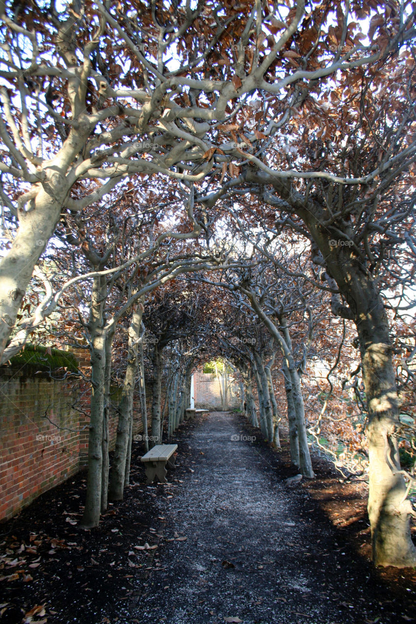 Tree archway