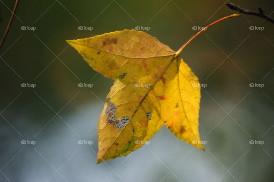yellow leaf autumn maple by rosaip