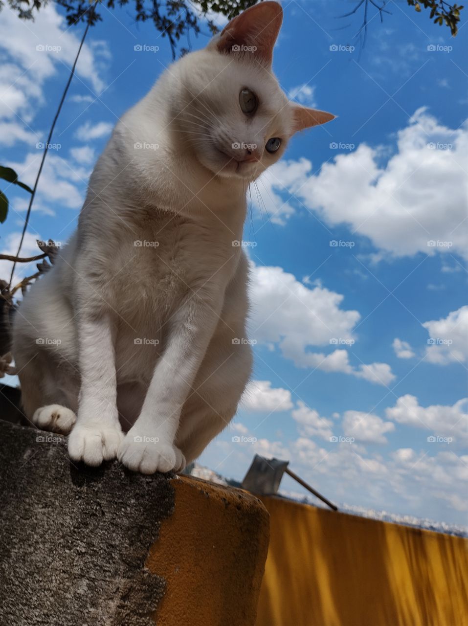 gato