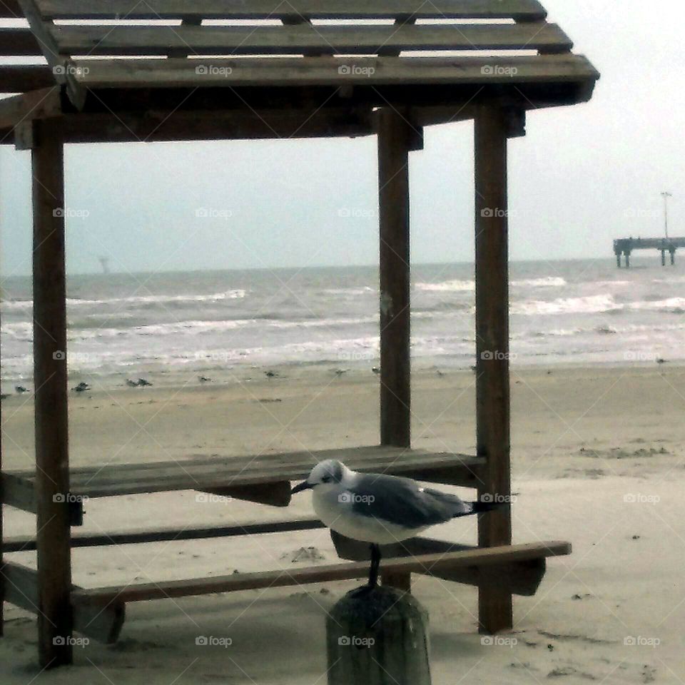 Seagull At Beach Benches