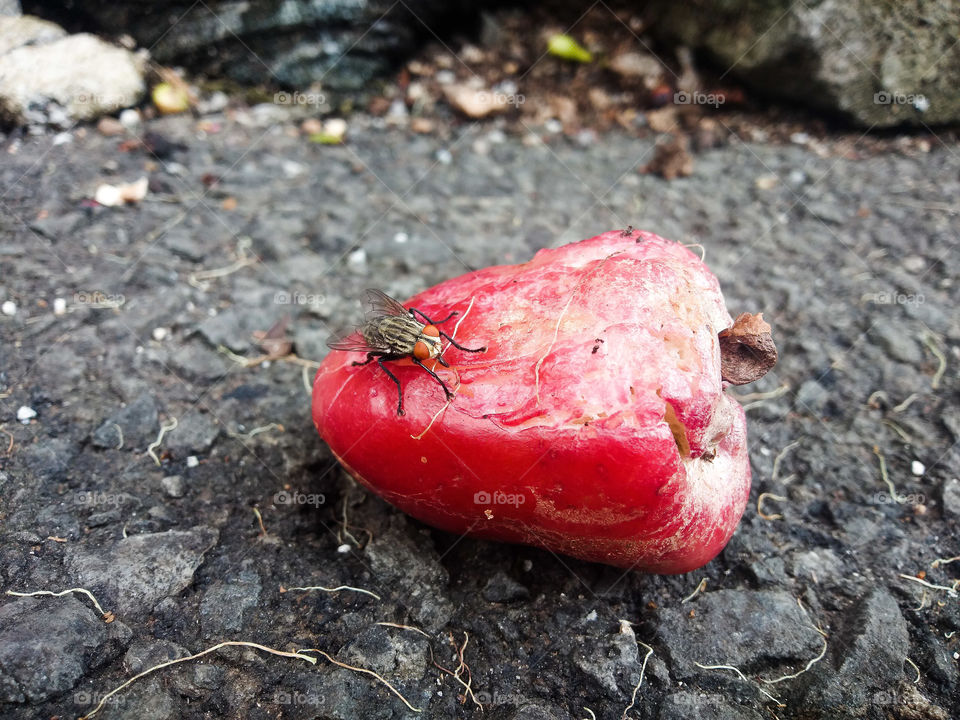 Flies and waste fruit