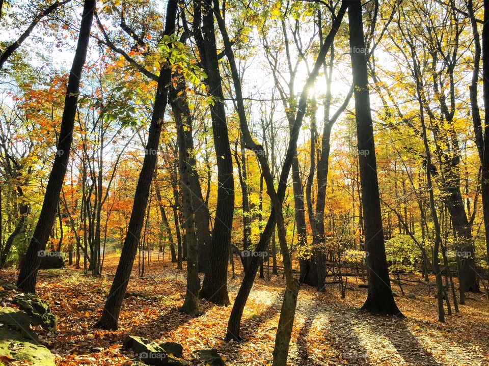 Silhouetted trees during autumn