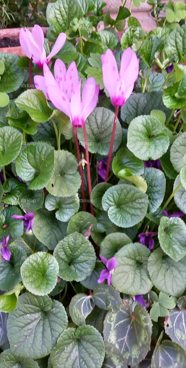 cyclamen and violets