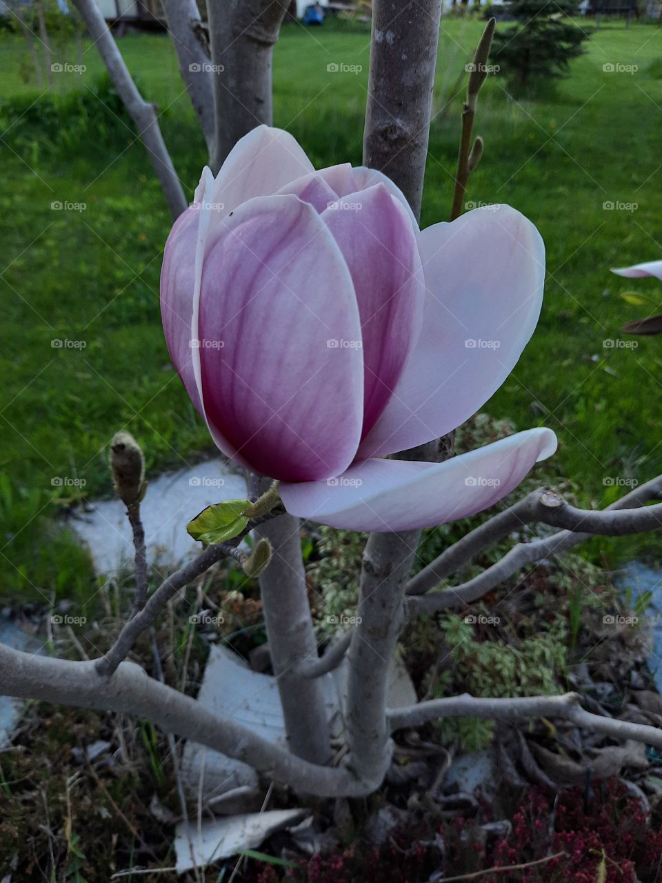 opening pink flower of magnolia in the evening