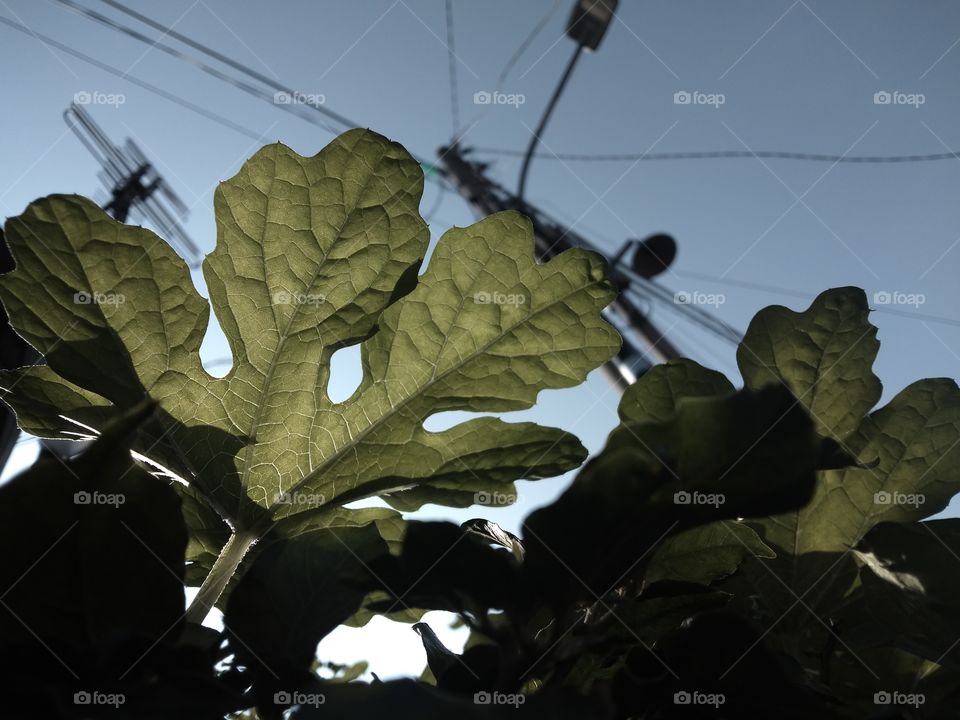 leaves texture