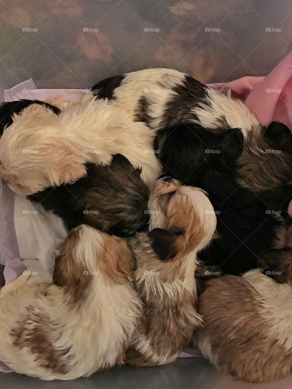 Pile of puppies 