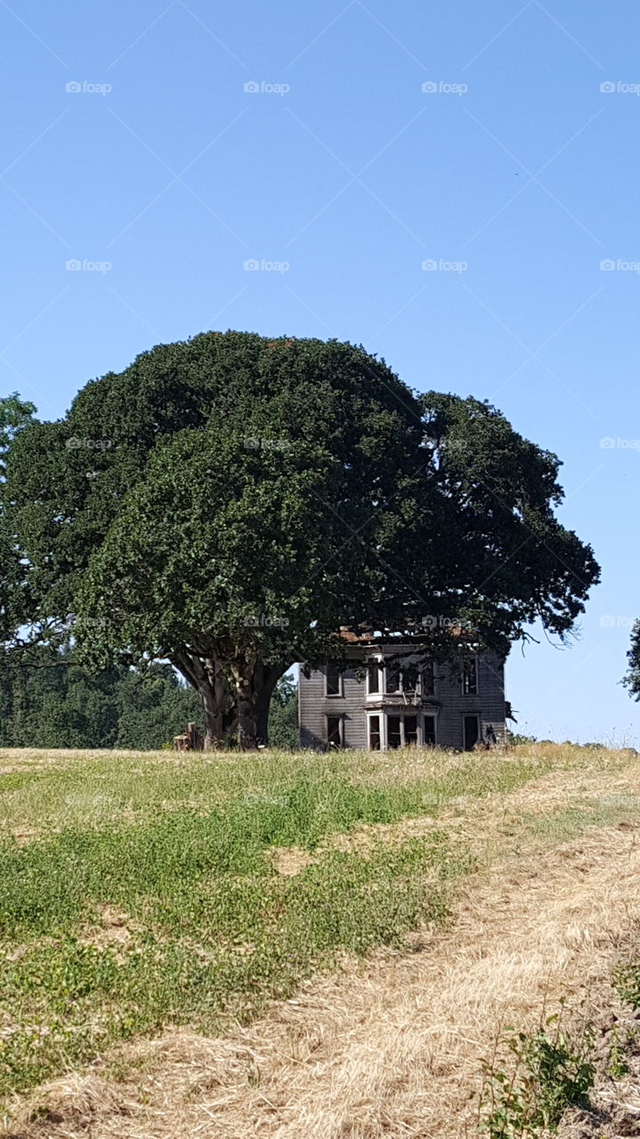 Abandonded Homestead