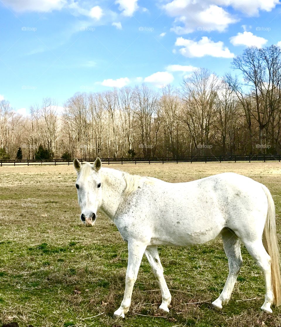 White Horse 