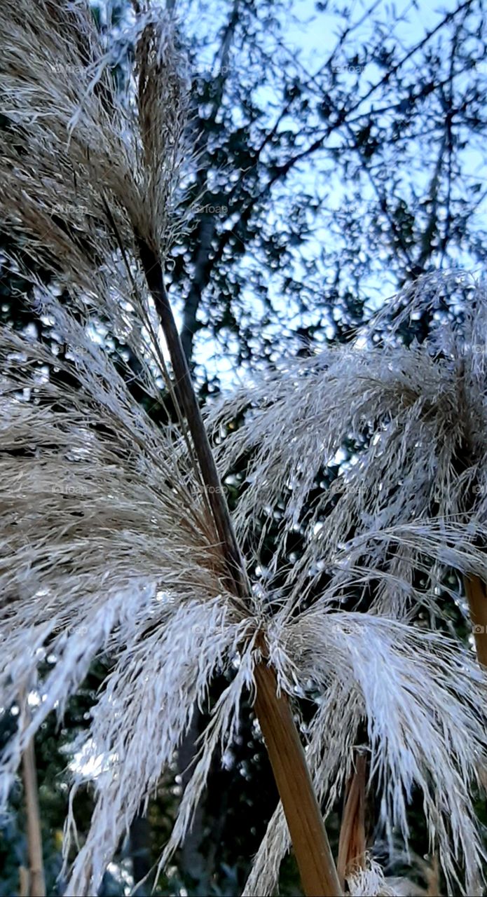 pampas grass in early morning