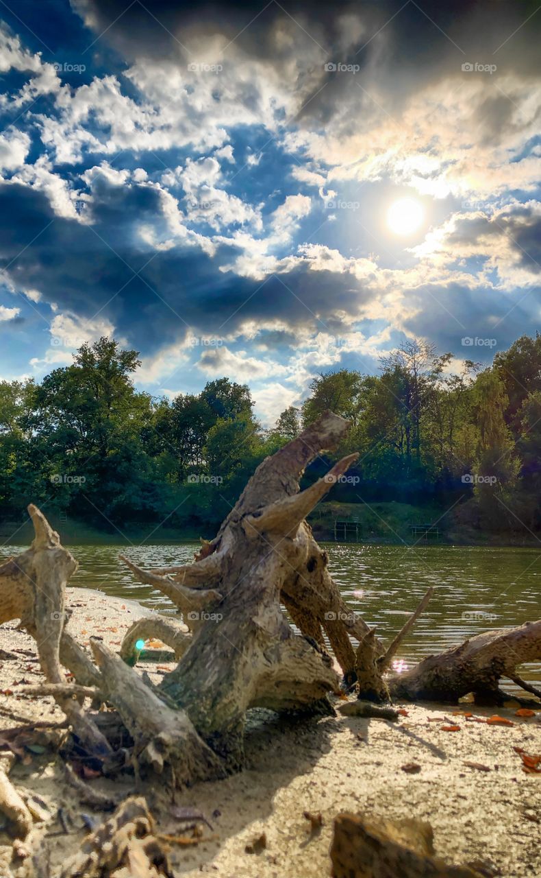 Dead piece of wood on the shore of a forest lake under a burning sun in a Clouded blue sky