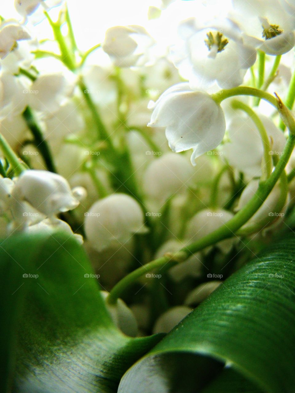 Lily of the valley