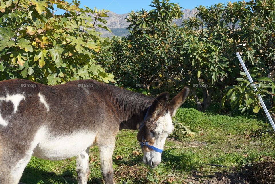 Nature#trees#vegetation#greengrass#donkey#animal