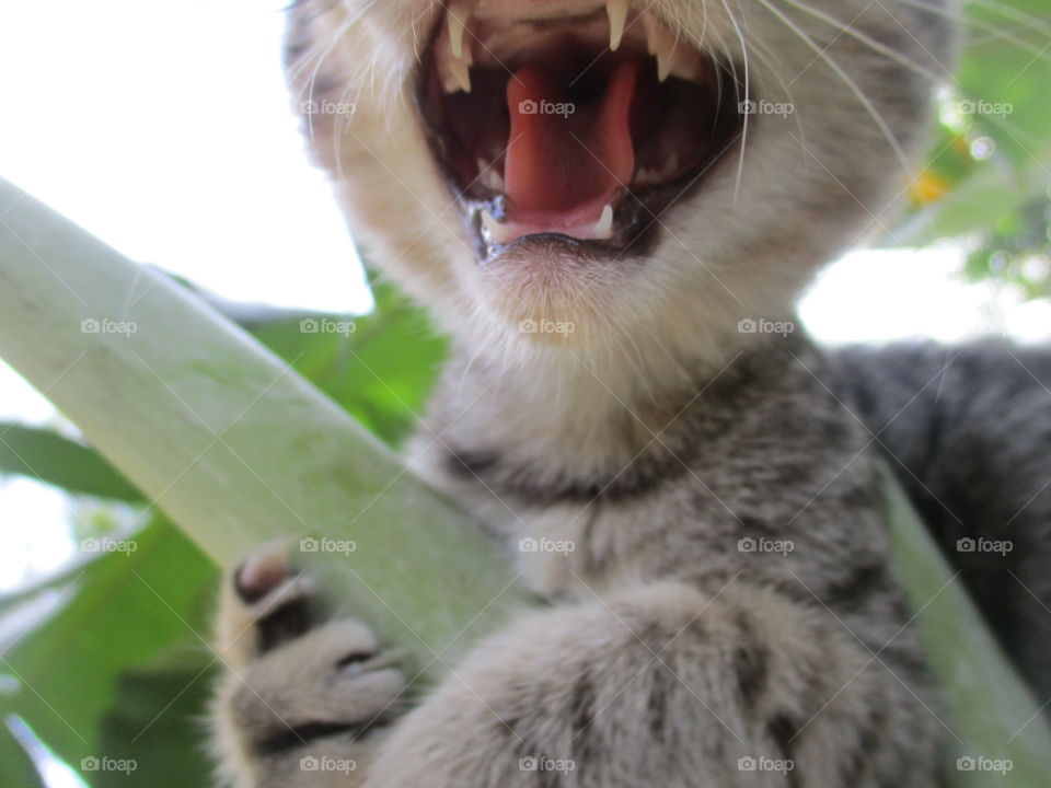 Cat Egyptian Mau