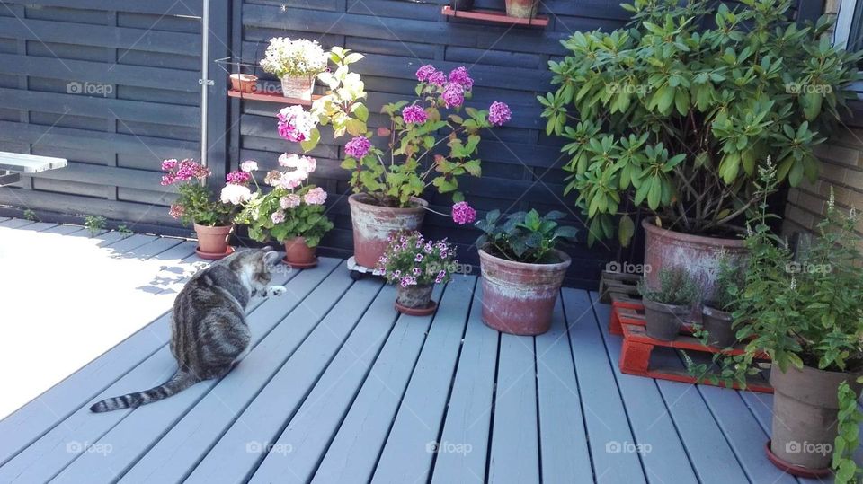 planted the first spring flowers on the terrace