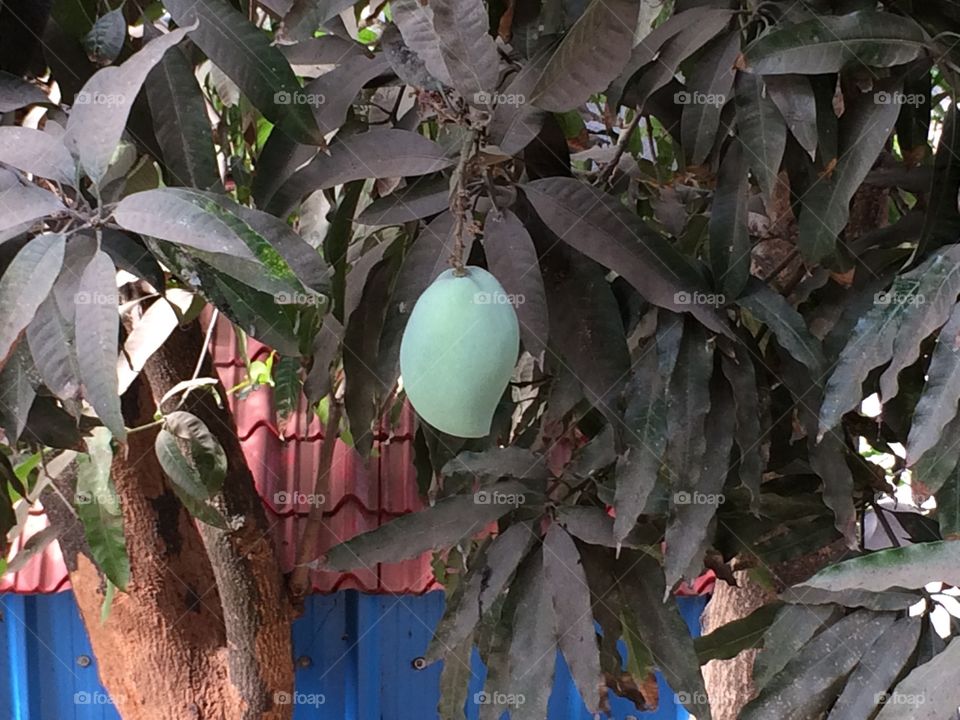 Mango fruit on mango tree