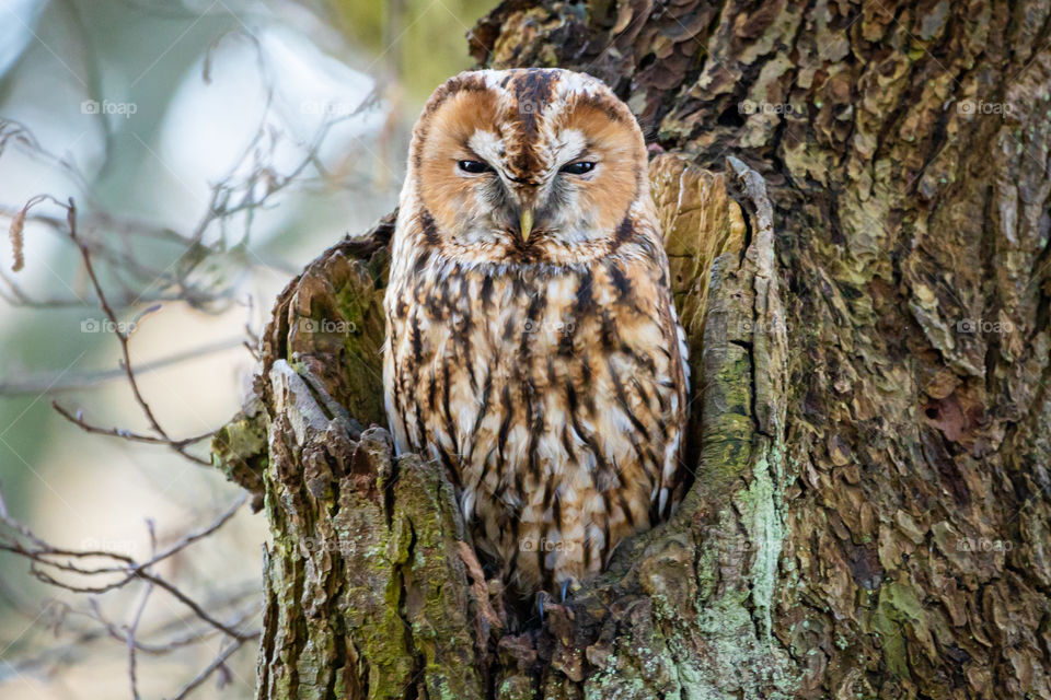 This beautiful tawny owl lives in a local forest nearby my house. I love the way it’s sleepy eyes stares at me.
