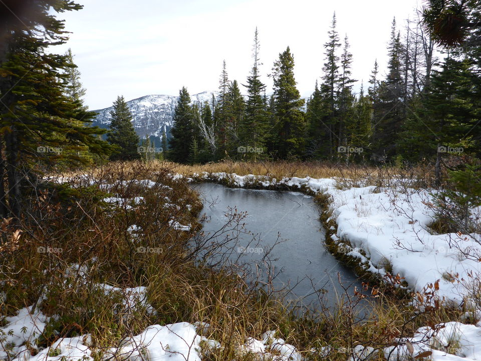 Scenic view of pond in snowy forest