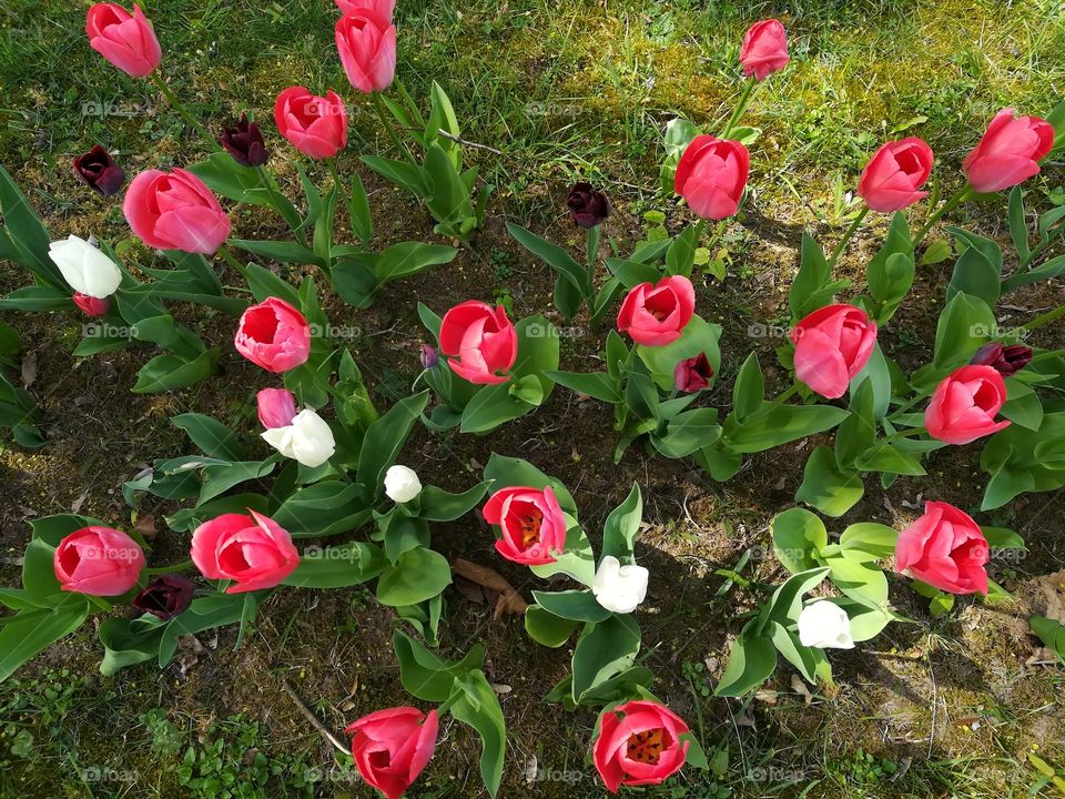 Tulips