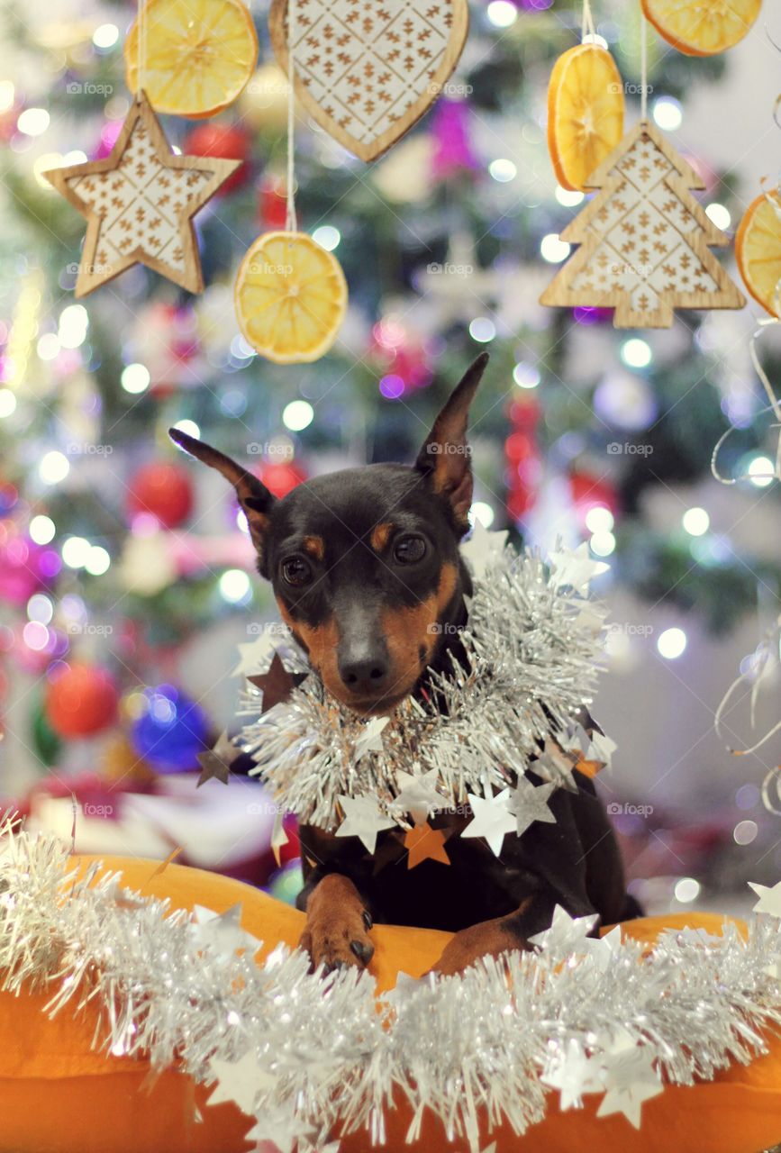 Christmas pinscher