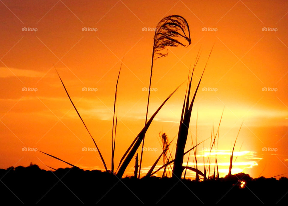 Silhouette of grass on field at sunset
