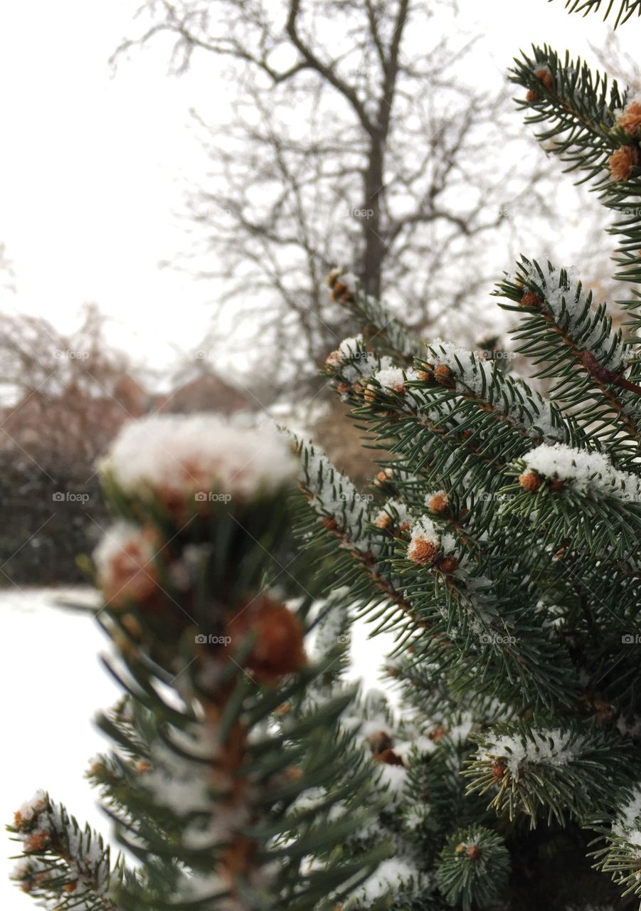 Pine tree winter