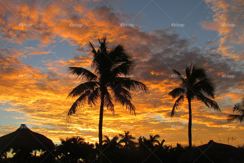 Sunset, Beach, Sun, Palm, No Person