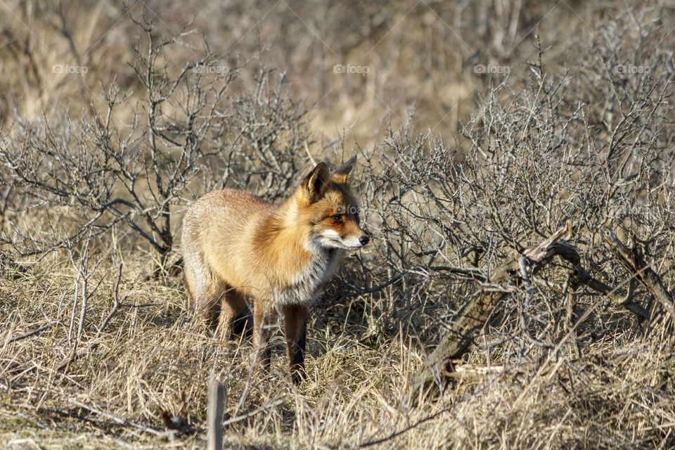 Vulpes vulpes kurdistanica