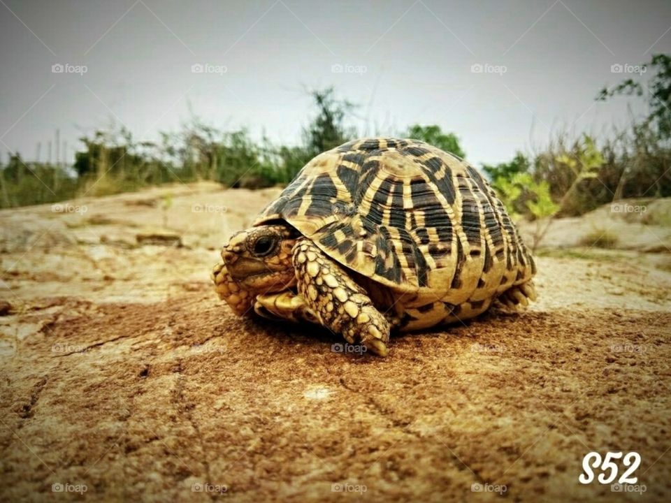 Indian Star Turtle____S52