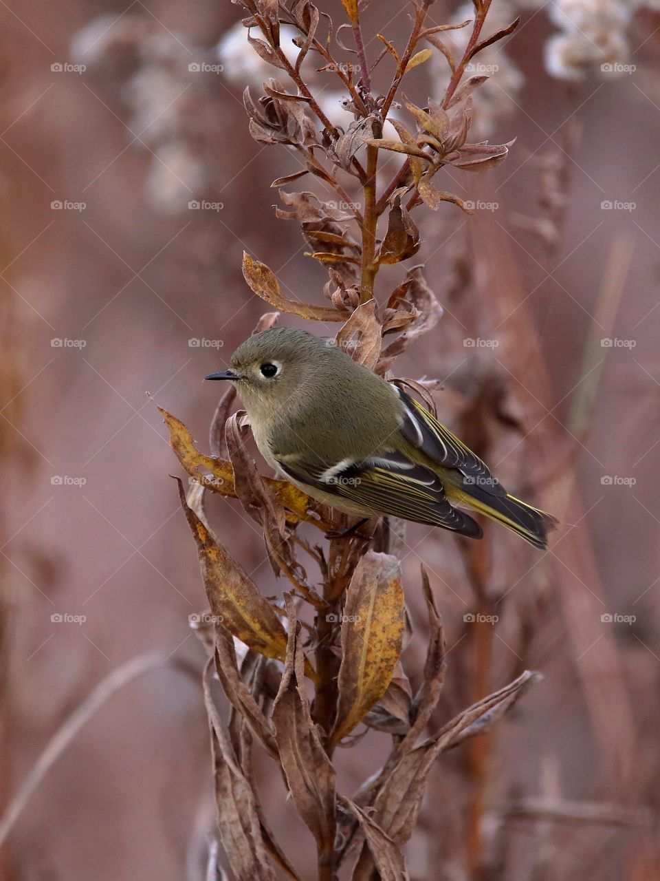 ruby-crowned kinglet