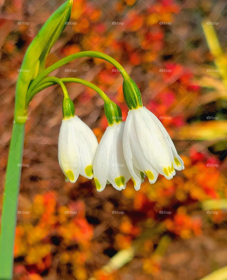 it's Springing outside