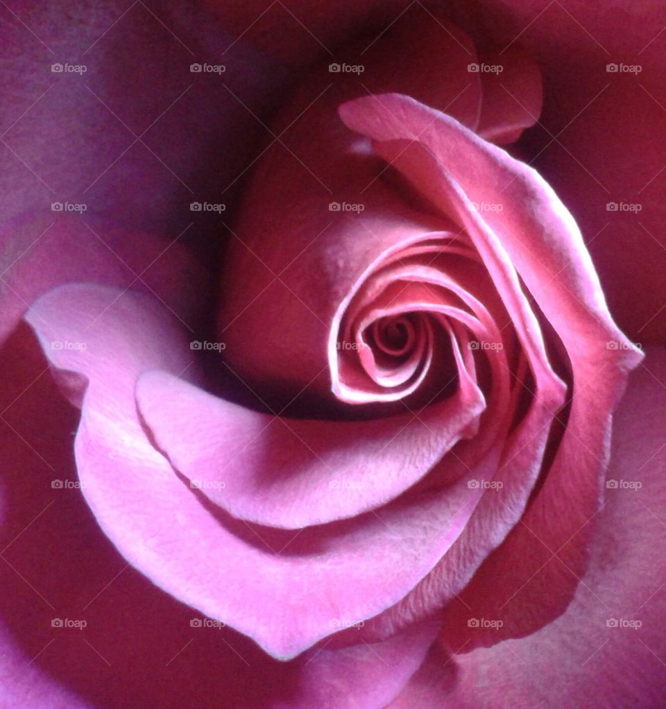 Internal Rose. internal beauty is the most wondrous!
