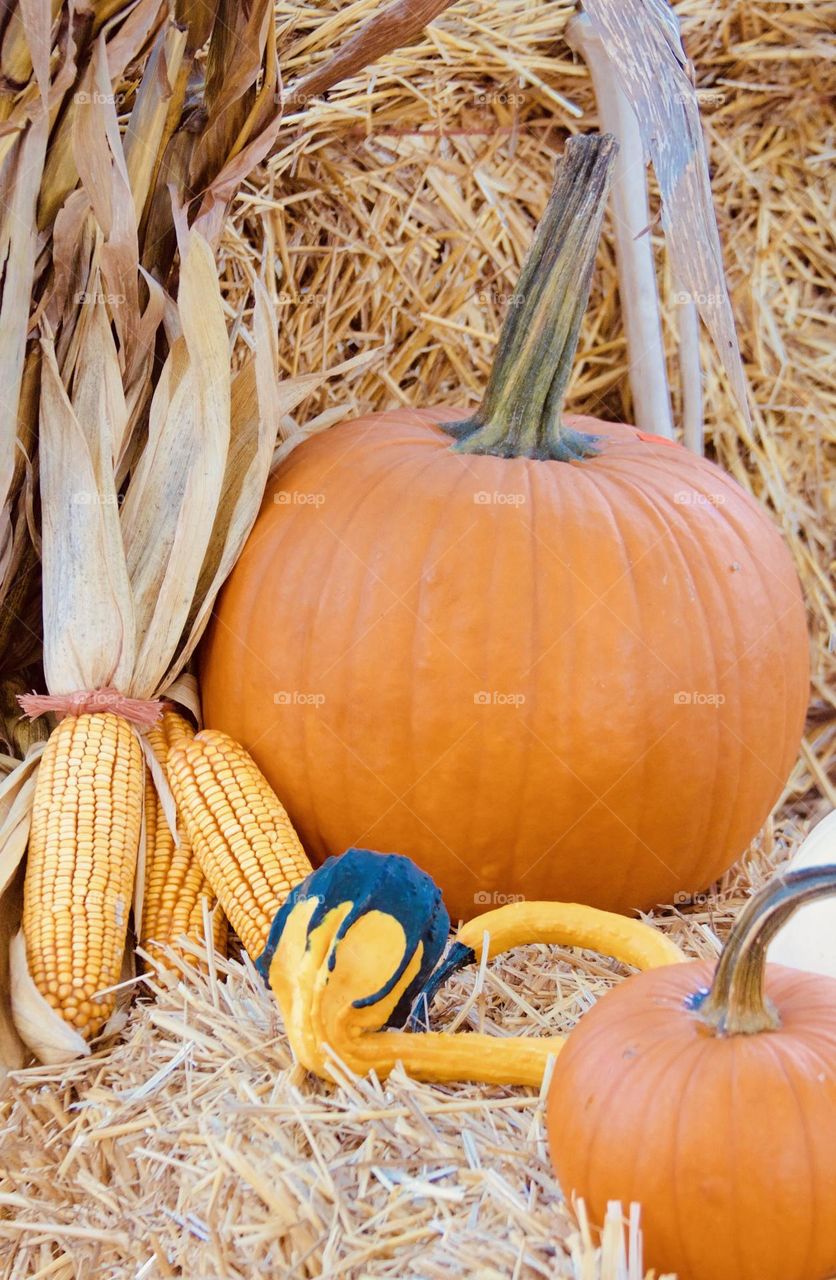 Fall Pumpkins