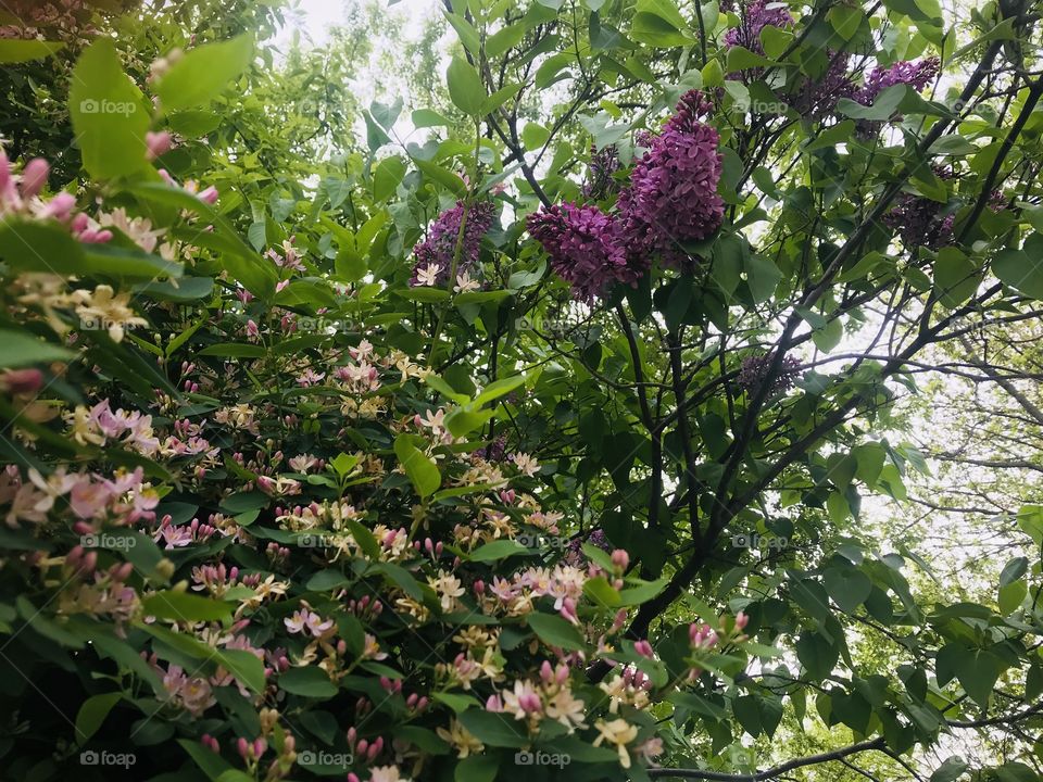 Gorgeous tree and birdhouse from a very well kept garden captured on a beautiful afternoon! 