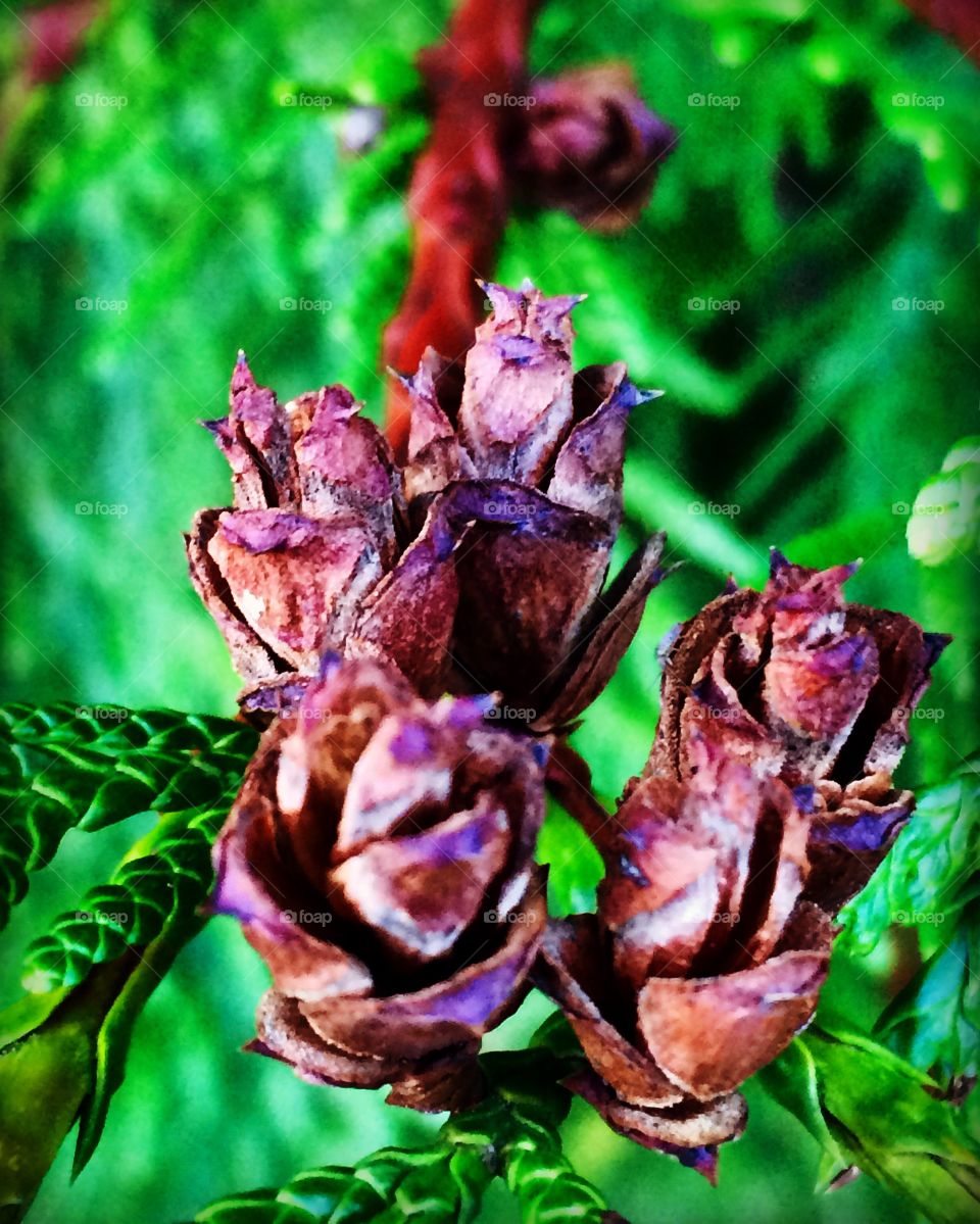 Cedar cones growing together in small bunches. On a rainy dark day, the brown colour contrasts beautifully against the evergreen boughs.