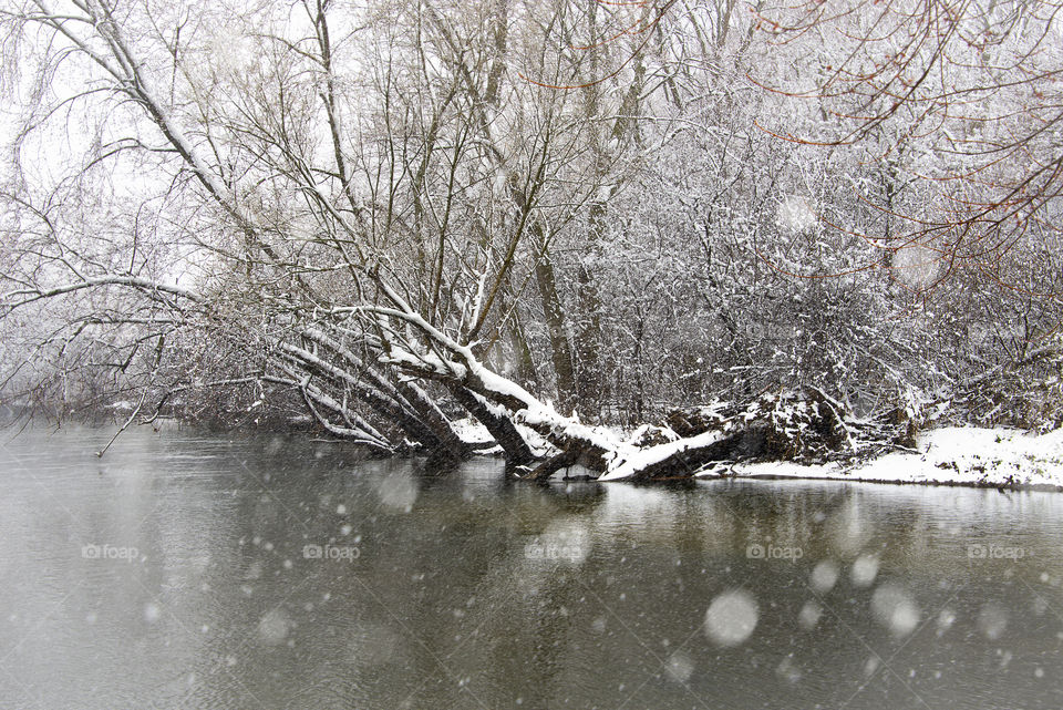 Fallen tree on lake with snow